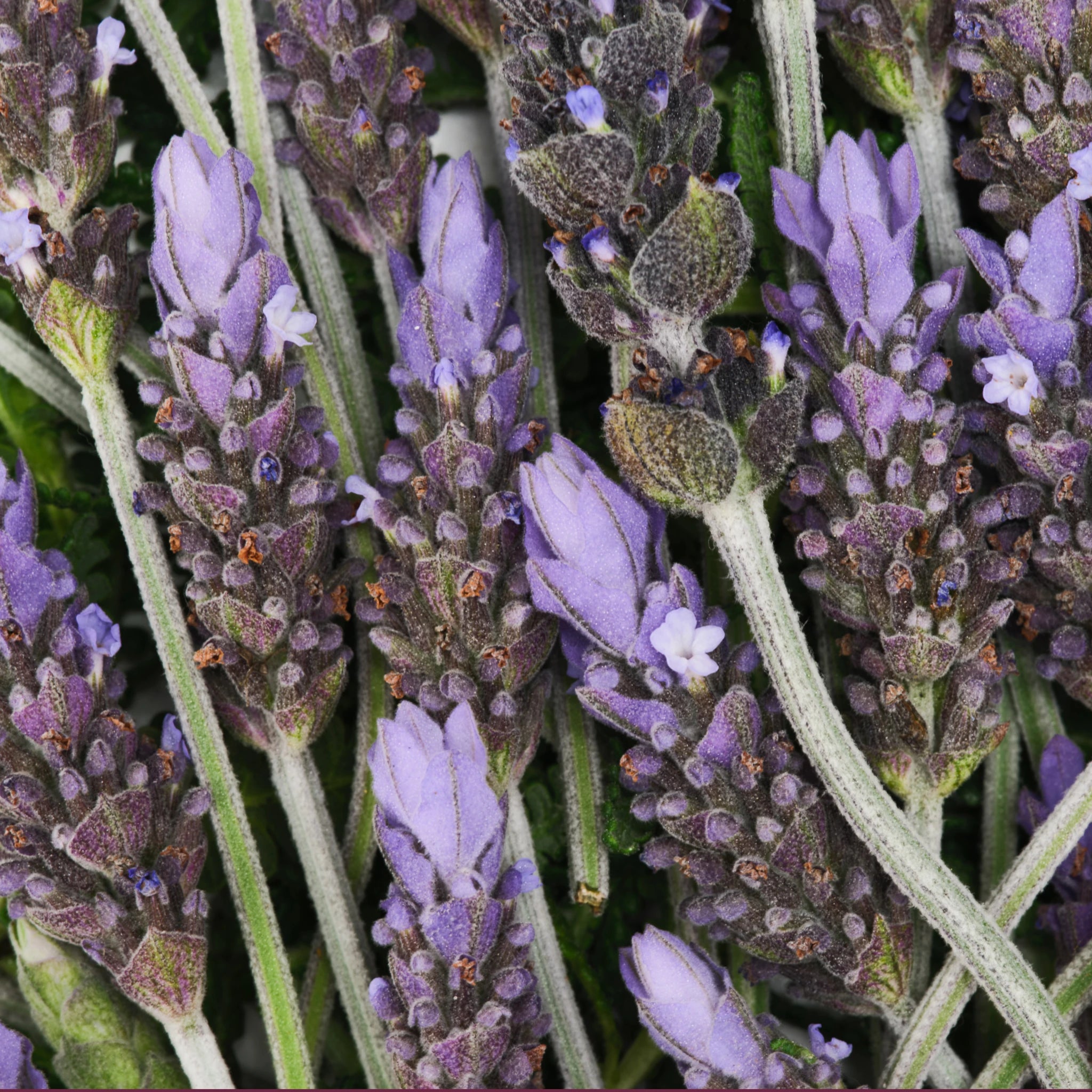 Lavender Pure Castile Magic Bar Soap - Image 7